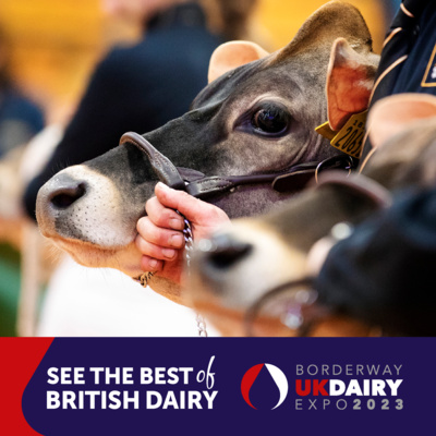 The Auctioneer's Word Special: Countdown to the Eleventh Borderway UK Dairy Expo