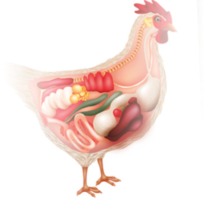AVINEWS ESPAÑA - Nutrición y metabolismo hepático en las aves episode artwork