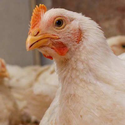 AVINEWS ESPAÑA - Programa de luz en granjas de pollos para carne: una visión actualizada episode artwork