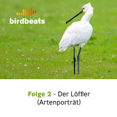 Der Löffler - Ein Artenporträt