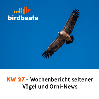 Rebhuhn in der Schweiz ausgestorben & weitere Vogelnews