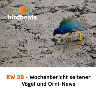 Amerikanische Seltenheiten im Norden und weitere Vogel-News in KW 28