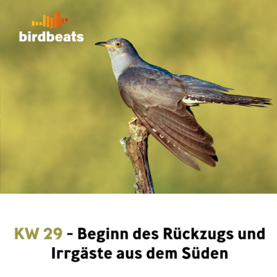 Beginn des Rückzugs und Irrgäste aus dem Süden