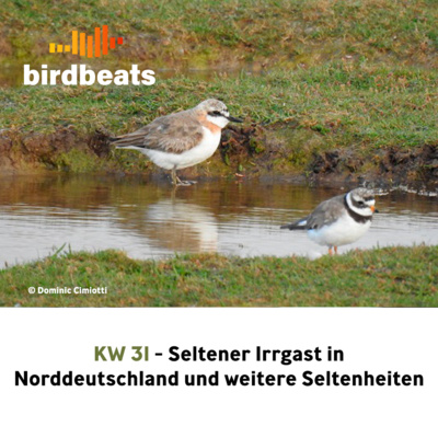 Seltener Irrgast in Norddeutschland und weitere Seltenheiten der letzten Woche