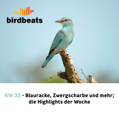 Blauracke, Zwergscharbe und mehr: Die Highlights der Woche
