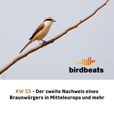 Zweiter Nachweis eines Braunwürgers in Mitteleuropa