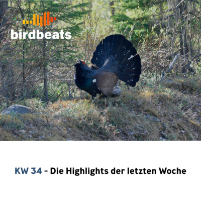Viele seltene Vögel in der letzten Woche