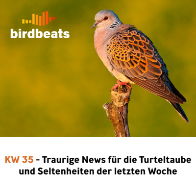 Traurige News für die Turteltaube und Seltenheiten der letzten Woche