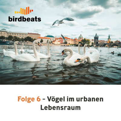 Vögel im urbanen Lebenraum