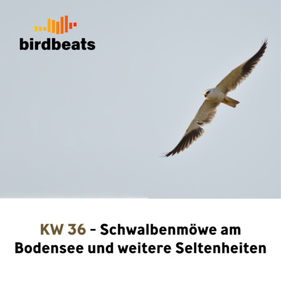 Schwalbenmöwe am Bodensee und weitere Seltenheiten der letzten Woche