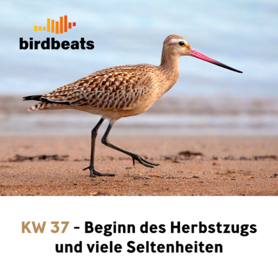 Beginn des Herbstzugs und viele Seltenheiten