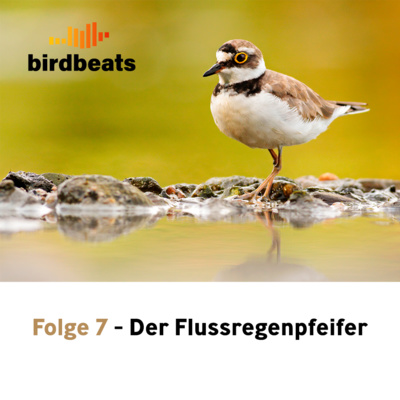 Der Flussregenpfeifer - ein Watvogel des Binnenlandes