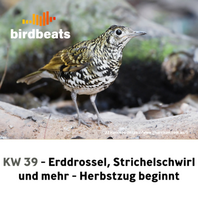 Raritäten in Deutschland - Erddrossel, Strichelschwirl und mehr in KW 39