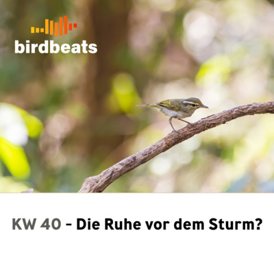 Die Ruhe vor dem Sturm? - Wochenrückblick der seltenen Vögel