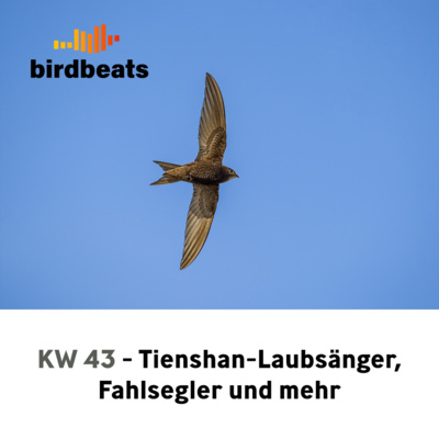 Tienshan-Laubsänger, Fahlsegler und mehr - die Highlights der Woche