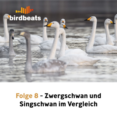 Arktische Wintergäste: Zwergschwan und Singschwan