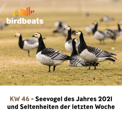 Seevogel des Jahres 2021 & Seltenheiten der letzten Woche
