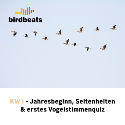 Birdbeats ist zurück - Jahresbeginn, Seltenheiten und erstes Vogelstimmenquiz