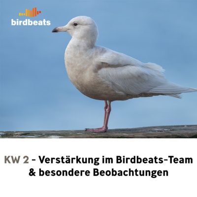 Verstärkung im Birdbeats-Team und besondere Beobachtungen der letzten Woche