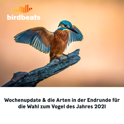 Wochenupdate & die Arten in der Endrunde für die Wahl zum Vogel des Jahres 2021
