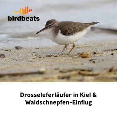 Drosseluferläufer in Kiel & Waldschnepfen-Einflug in Deutschland