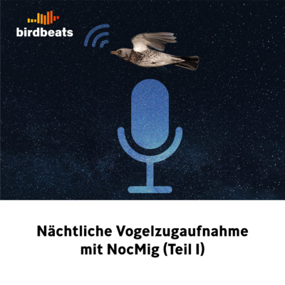 Nächtliche Vogelzugaufnahme mit NocMig (Teil 1)