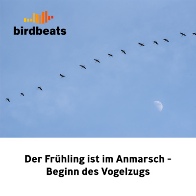 Der Frühling ist im Anmarsch - Beginn des Vogelzugs