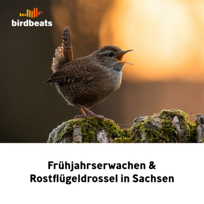 Frühjahrserwachen und Rostflügeldrossel in Sachsen