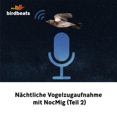 Nächtliche Vogelzugaufnahme mit NocMig (Teil 2)