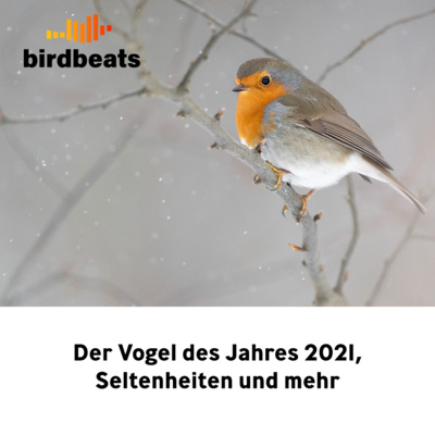 Rotkehlchen (Vogel des Jahres 2021), Seltenheiten und mehr