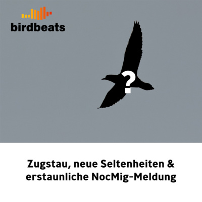Zugstau, neue Seltenheiten & erstaunliche NocMig-Meldung