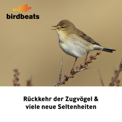 Die Rückkehr der Zugvögel und viele neue Seltenheiten