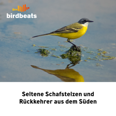 Seltene Schafstelzen und Rückkehrer aus dem Süden