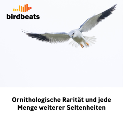 Ornithologische Rarität und jede Menge weiterer Seltenheiten (XXL Sonntagsfolge)