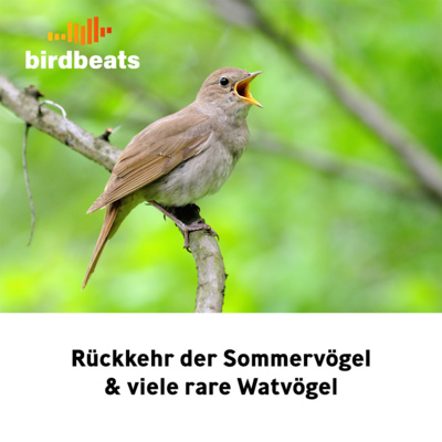 Rückkehr der Sommervögel und viele rare Watvögel