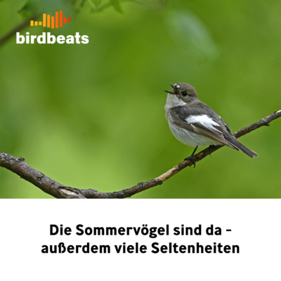 Die Sommervögel sind wieder da & viele Seltenheiten in Deutschland, Österreich & Schweiz (XXL Folge)