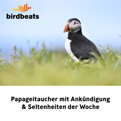 Papageitaucher mit Ankündigung & Seltenheiten der Woche (XXL-Folge)