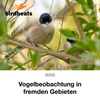 Vogelbeobachtung in fremden Gebieten - Tipps und Tricks