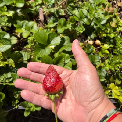 Cultivando y consejos generales en el cultivo de fresas en el huerto casero