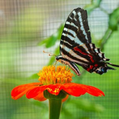 Idlewild Butterfly Farm