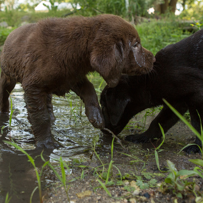 SportingDog Adventures PodCast