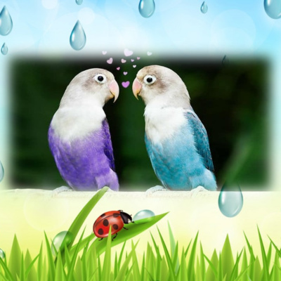 Episode 53: Lovebirds in the Rain (memoir)