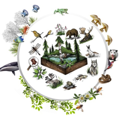 Ecologia ao Pé do Ouvido