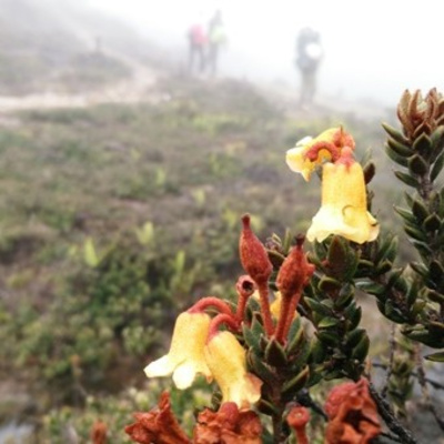 Eps07. Bunga Langka dan Hutan Lumut