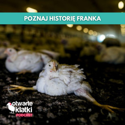 Poznaj historię Franka, kurczaka hodowanego na mięso