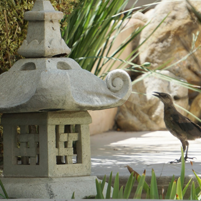 Saaie dwaas of meester onder meesters