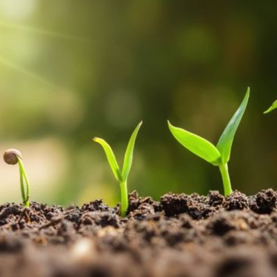 CULTURA DEL CUIDADO AMBIENTAL