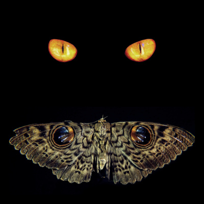 MistCast #029 | Presságio – Gatos & Mariposas - Curta Relato