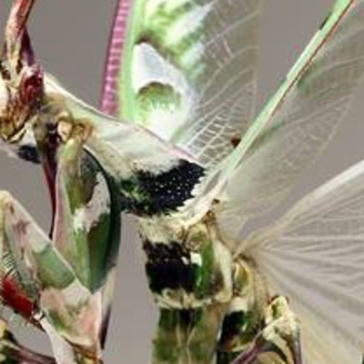 Episode 61 - The flower mantis (ambient drone podcast) episode artwork