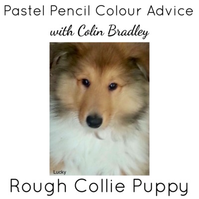Advice for Drawing a Rough Collie Puppy